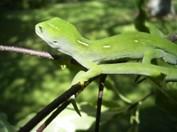 Auckland green gecko Auckland green gecko