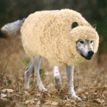 WolfInSheepsClothing